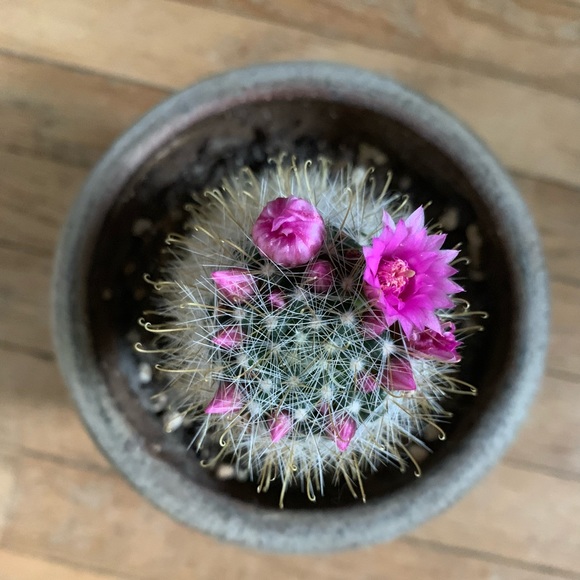 Meet your Posher, Tanya - Picture 1 of 1